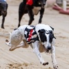 Image 4: Greyhound Racing Entry with Food, Drink & Racecard – For 1, 2, or 4