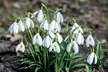 Woodland Spring Bulbs In the Green - Image 6