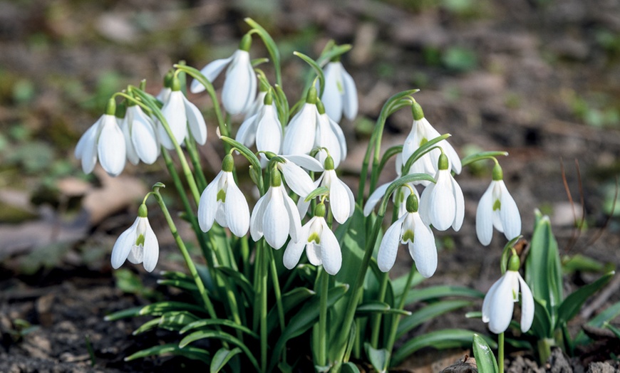 Image 6: Woodland Spring Bulbs In the Green