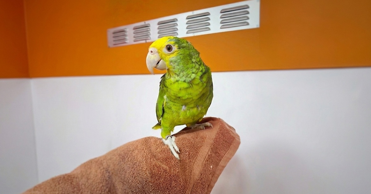 Mobile Pet Grooming At Your Doorstep: Hassle-free Care For All Pets Mobile Pet Grooming At Your Doorstep: Hassle-free Care For All Pets