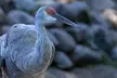 Explore Wildlife with Entry for One, Two, or Four Adults to the Cosley Zoo (Up to 48% Off) - Second Medium