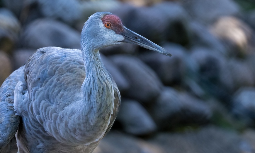 Image 1: Explore Wildlife w/Entry for One, Two or Four Adults to the Cosley Zoo
