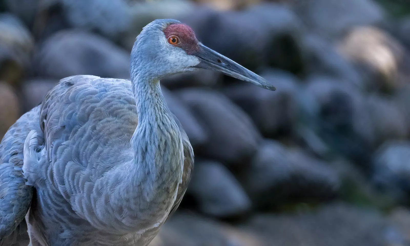 Explore Wildlife w/Entry for One, Two or Four Adults to the Cosley Zoo