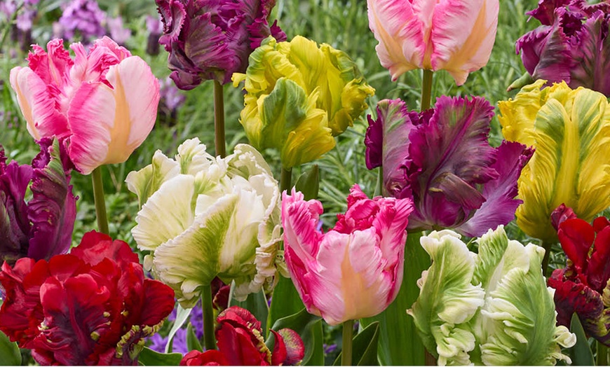 Image 1: 15 or 30 Tulip 'Parrot' Mixed Spring Flowering Bulbs