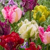 Image 1: 15 or 30 Tulip 'Parrot' Mixed Spring Flowering Bulbs