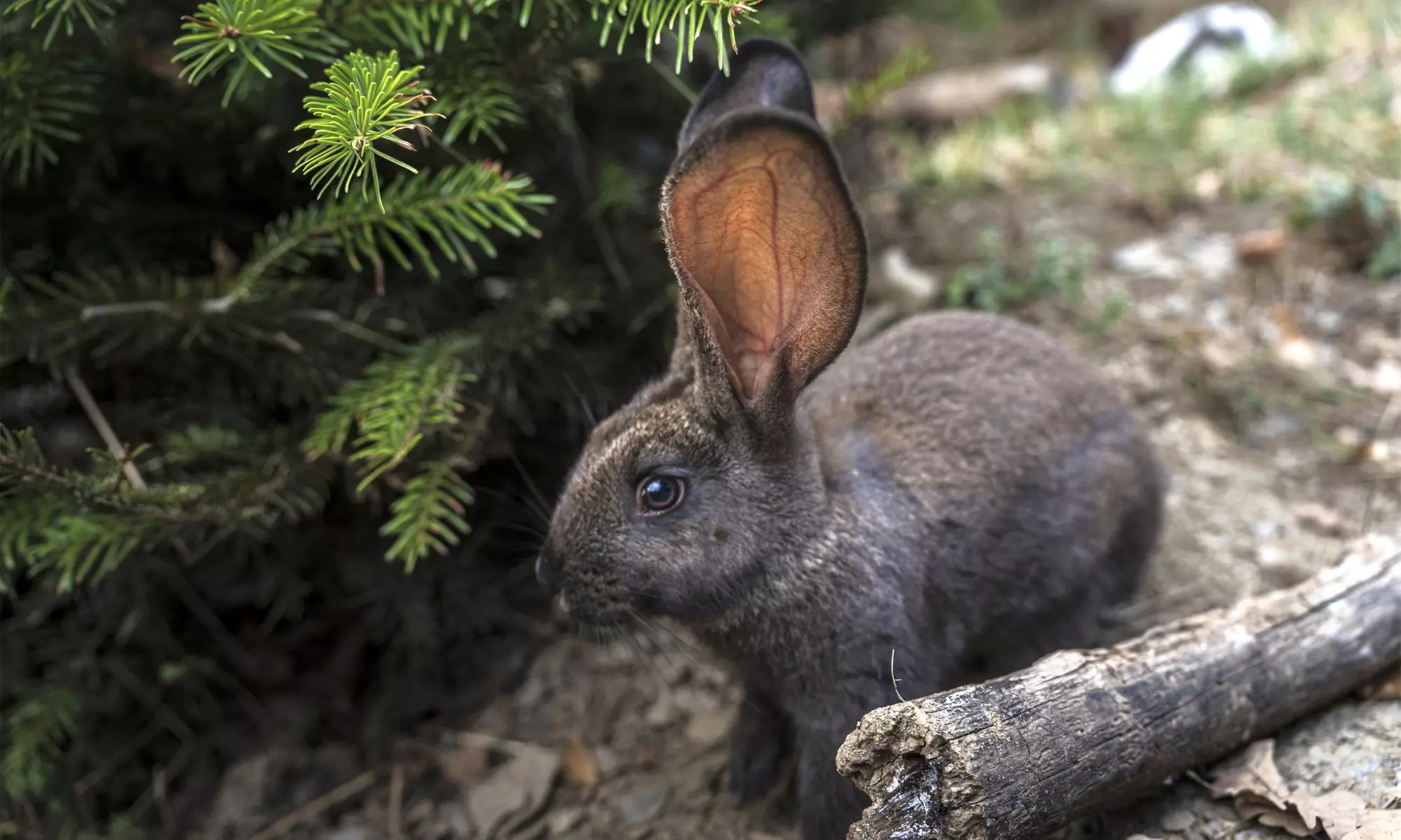Entrée pour le Parc’Ours : balade nature et animaux des Pyrénées
