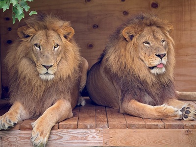 2 People (all ages): FAMILY Adventure Tour [advance ONLINE Reservation Required] - Animal Park at the Conservators Center