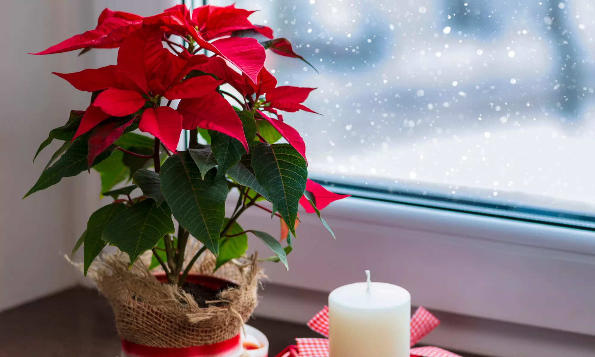 3x oder 6x Weihnachtsstern