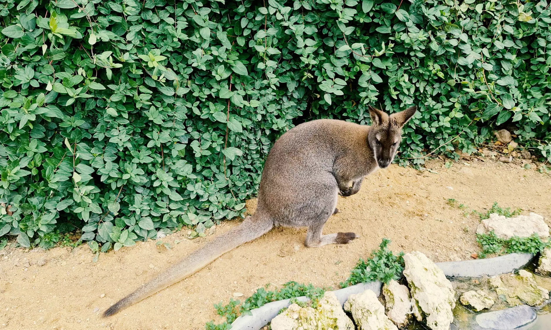 1 o 2 entradas de niño o adulto para el zoológico "La era de las aves"