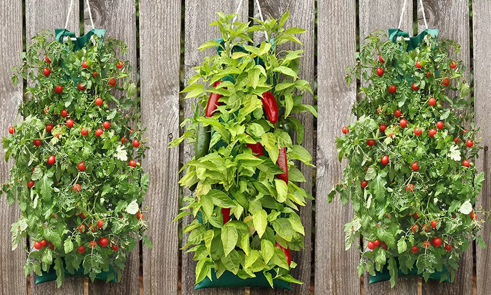 Organic Hanging Patio Vegetable Garden (Cherry Tomato, Jalapeno Pepper, Sweet Pepper) - Primary Image