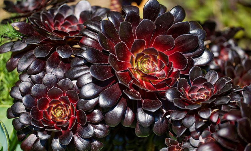 Image 1: Three Aeonium Zwartkop Plants