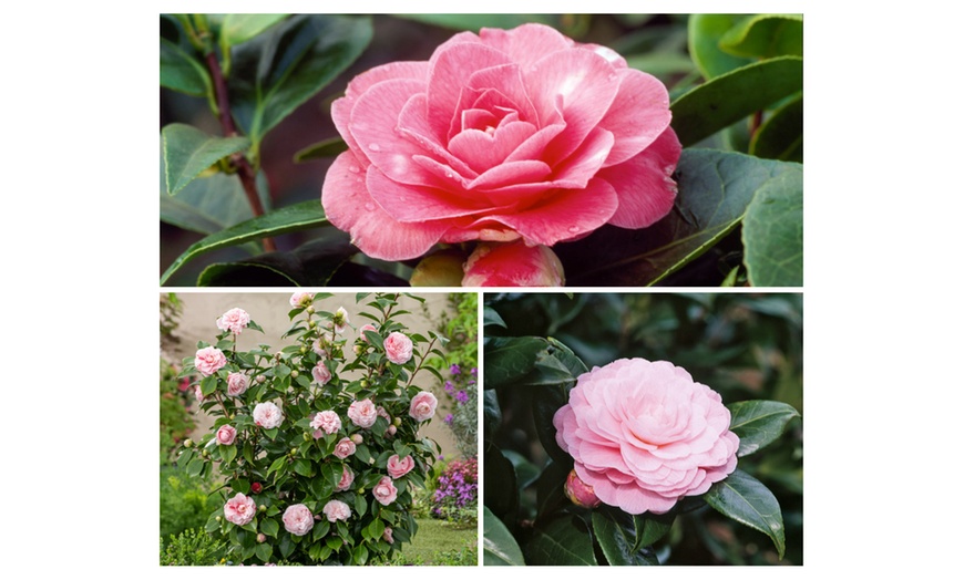 Image 3: 1 ou 2 arbustes de camélia du Japon XL de Gardenzo