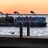 Image 2: Dolphin & Island Eco-Adventure Cruise – Corpus Christi