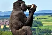 General Admission to Belfast Zoo For Child, Adult, or Family (Up to 42% Off) - Image 5