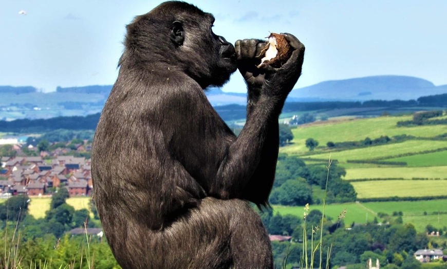 Image 5: General Admission to Belfast Zoo For Child, Adult, or Family 