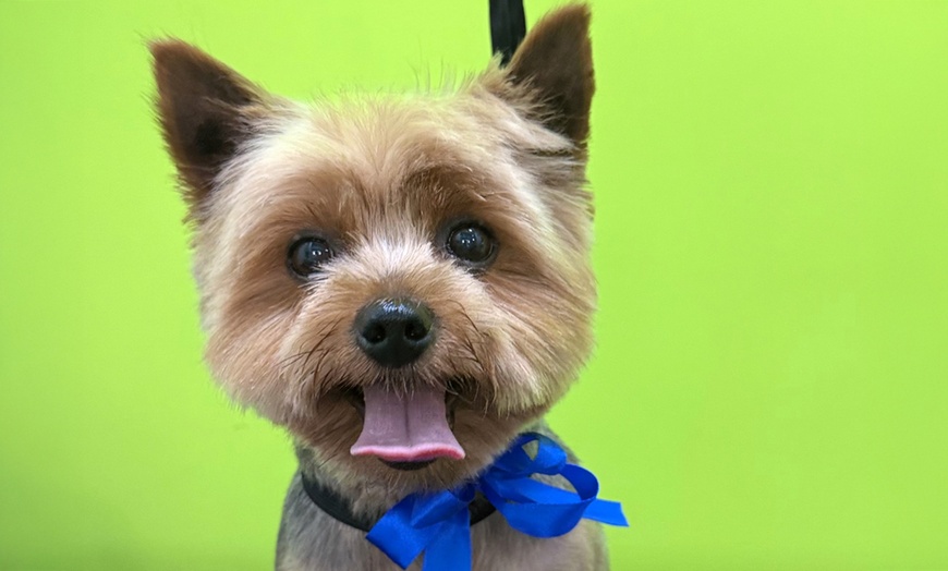 Image 1: Sesión de peluquería canina para perros hasta 6, 15 o 30 kg 