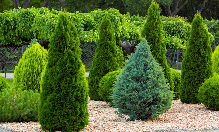 Image 3: Nurserymans Conifer Collection