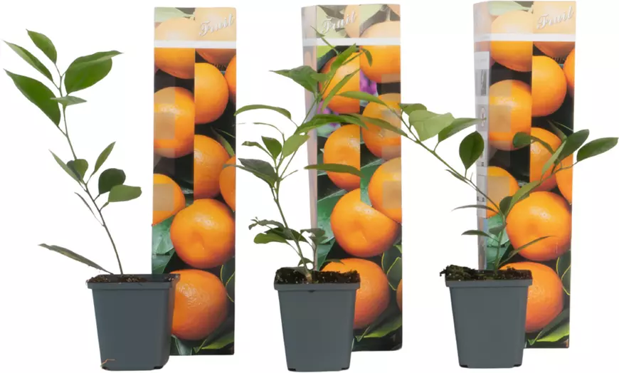 Image 5: Plants de citronnier ou oranger calamondin