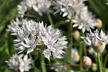 Graceful Beauty White Allium Flowers (15, 30, & 60 Bulbs With Planting Tool) - Second Medium