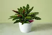 Next Day Delivery Plants in time for Mother's Day from 1-800-Flowers.com (Up to 50% Off) - Second Medium