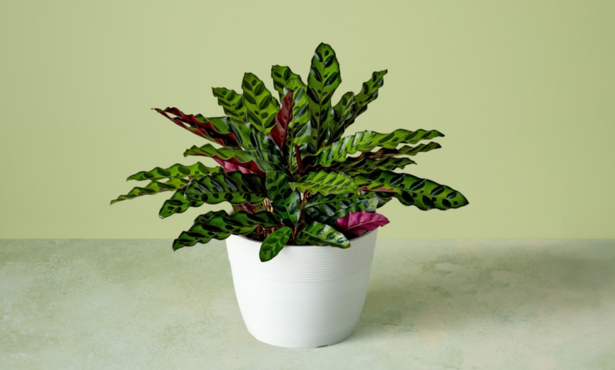 Image 4: Next Day Delivery Plants for Mom from 1-800-Flowers.com (up to 50% off)