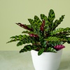 Image 8: Next Day Delivery Plants from 1-800-Flowers (up to 55% off)