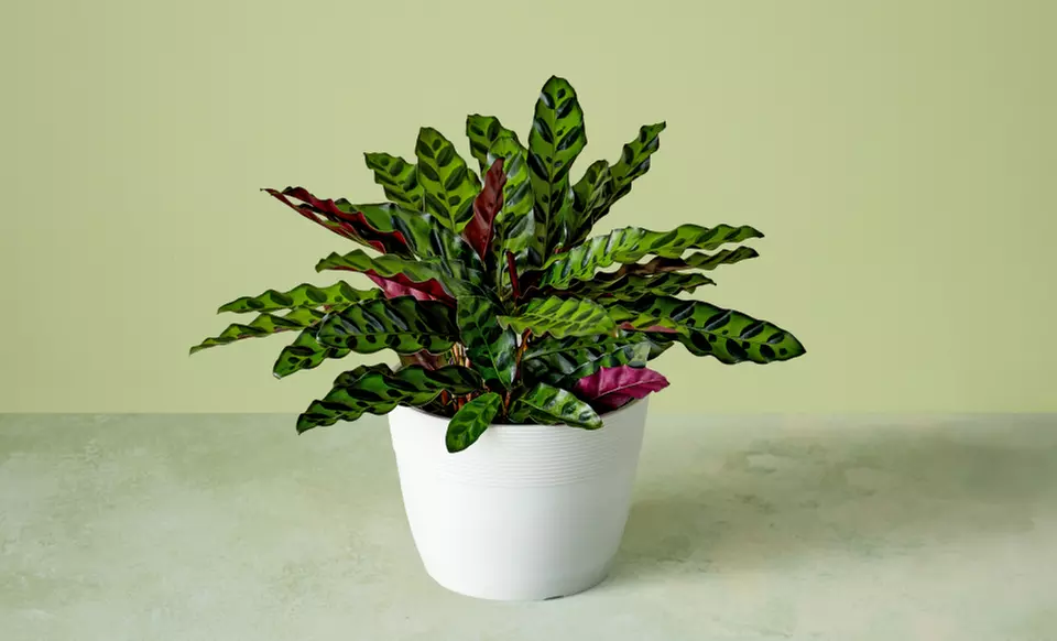 Next Day Delivery Plants from 1-800-Flowers.com (up to 50% off)