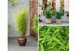 Plant de bambou Fargesia non prolifère, large ou moyen - Second Medium