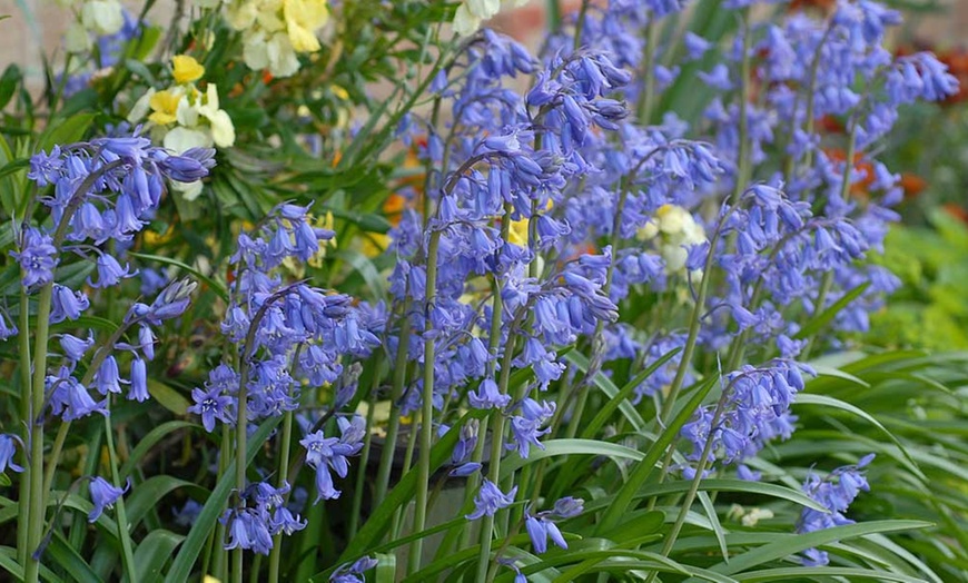 Image 1: English Bluebell Bulbs