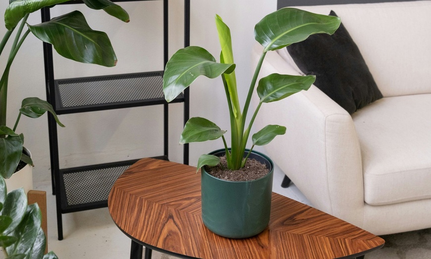 Image 2: Three or Six Rootz 'Birds of Paradise' Strelitzia Reginae Plants