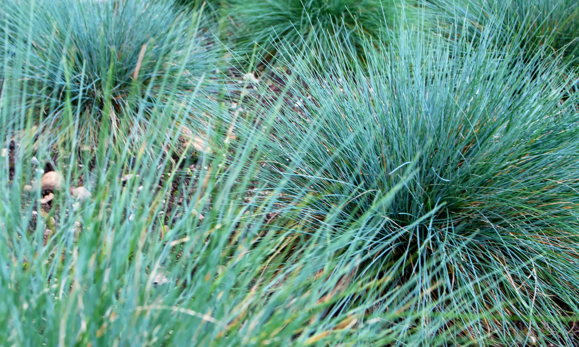 NatureNest 'Amber'-borderpakket