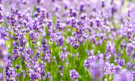 Groupon Unisex Lavender Munstead - 3 Or 5 Potted Plants: Five