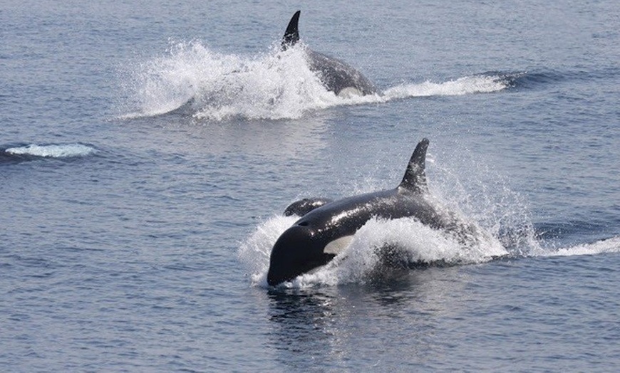 Image 3: Excursión de 2 horas en yate exclusivo para ver ballenas y delfines 