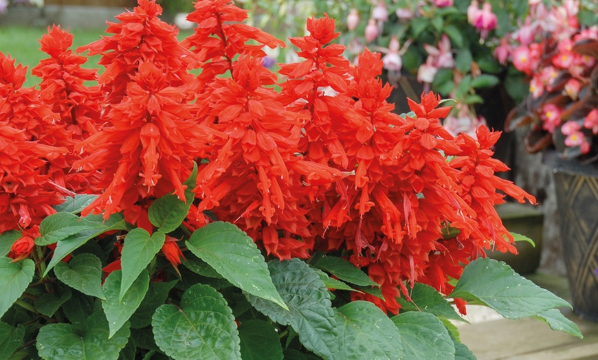 Image 18: 15 Mixed Garden Ready Summer Bedding Plant Collection