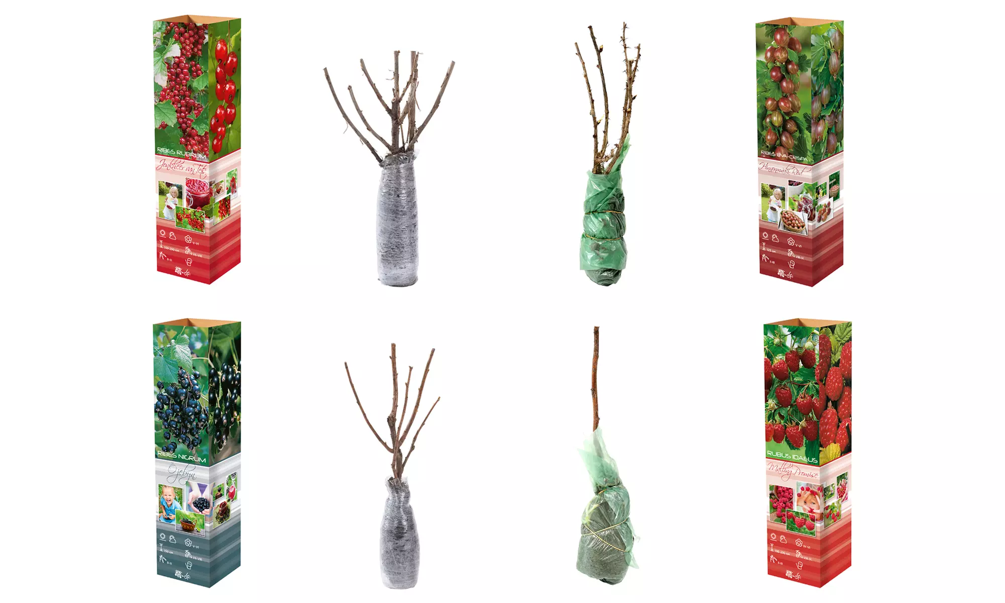 Mix van 4 of 8 diverse bessenstruiken