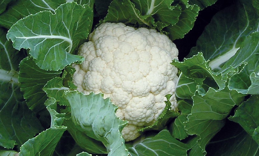 Image 5: Bumper 35-Pack Vegetable Seed Kit and Free Garden Snips