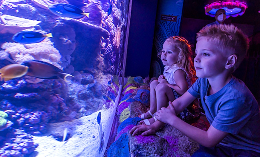 Image 7: Save 20% on SEA LIFE Sunshine Coast   Weekends Included! Adult & Child