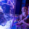 Image 7: Save 20% on SEA LIFE Sunshine Coast   Weekends Included! Adult & Child