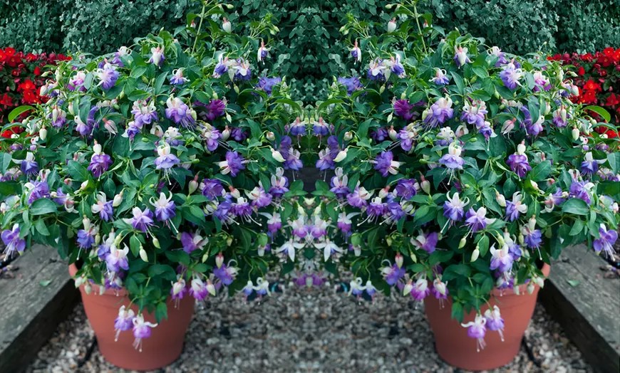 Image 8: 3, 9 or 18 Fuchsia Hardy Collection Postiplugs 
