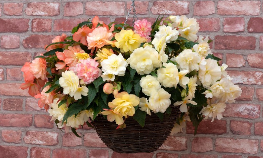 Image 2: Begonia Nonstop Joy Peaches or Sun Dancer Mixed Plug Plant Collections