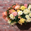 Image 2: Begonia Nonstop Joy Peaches or Sun Dancer Mixed Plug Plant Collections