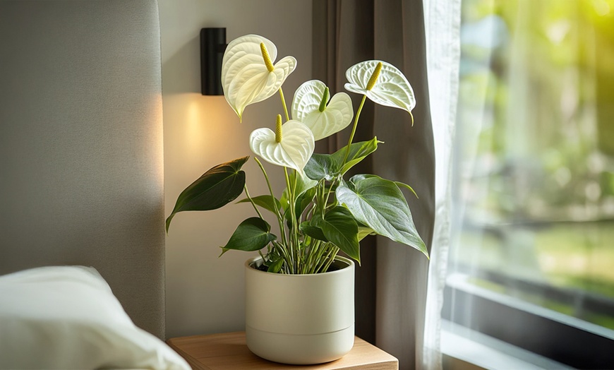 Image 4: Rootz Flamingoblume (Anthurium) 