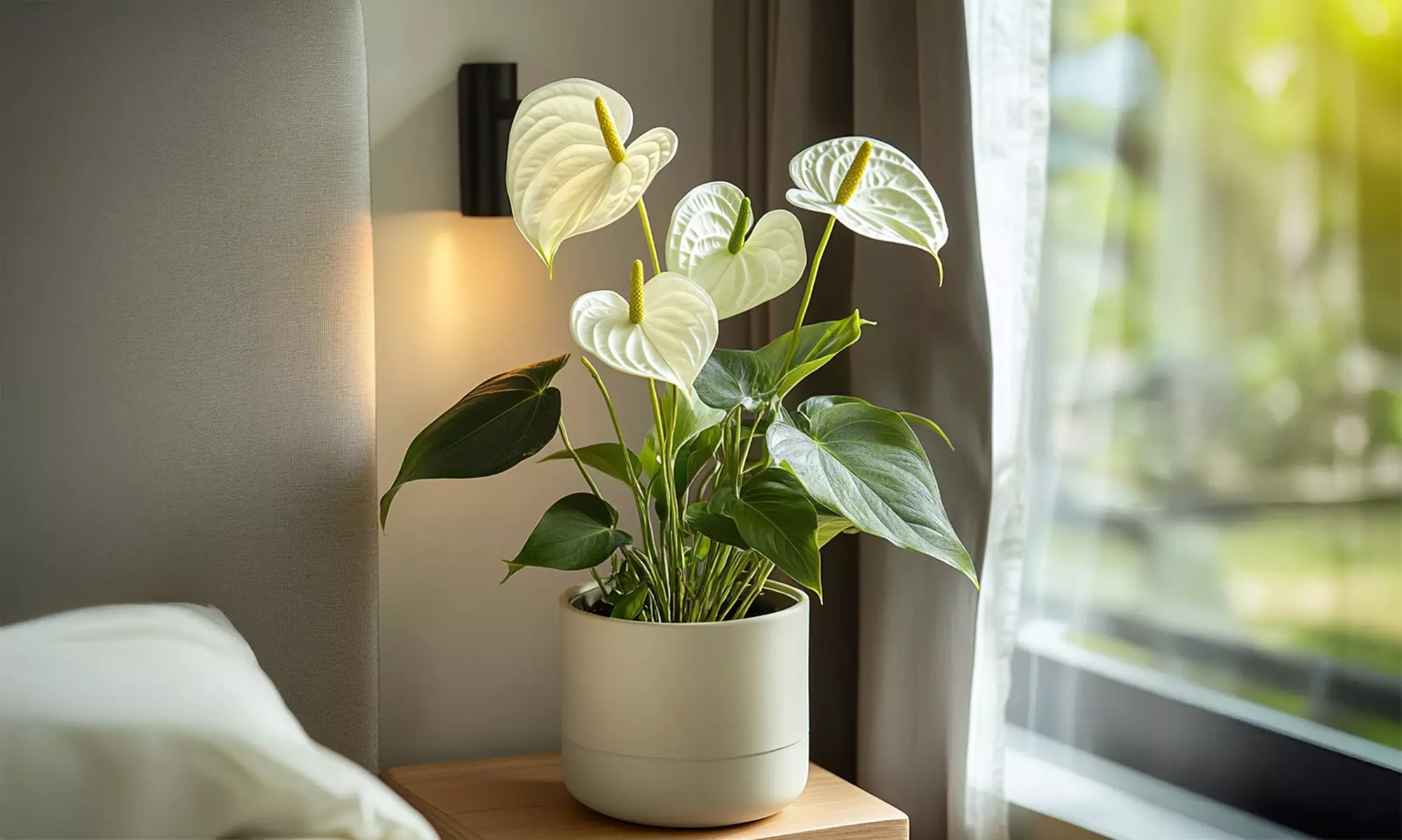 Rootz Flamingoblume (Anthurium)