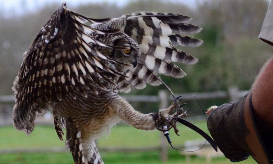 Image 3: Ultimate Birds of Prey Experience at Willows Wildlife Trail, Kent
