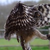 Image 3: Ultimate Birds of Prey Experience at Willows Wildlife Trail, Kent