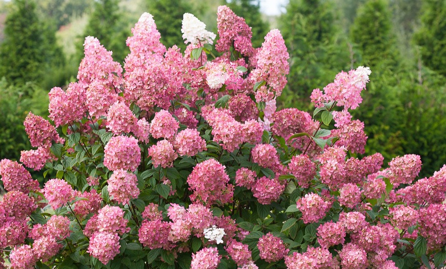 Image 3: Hortensia Paniculata-plant