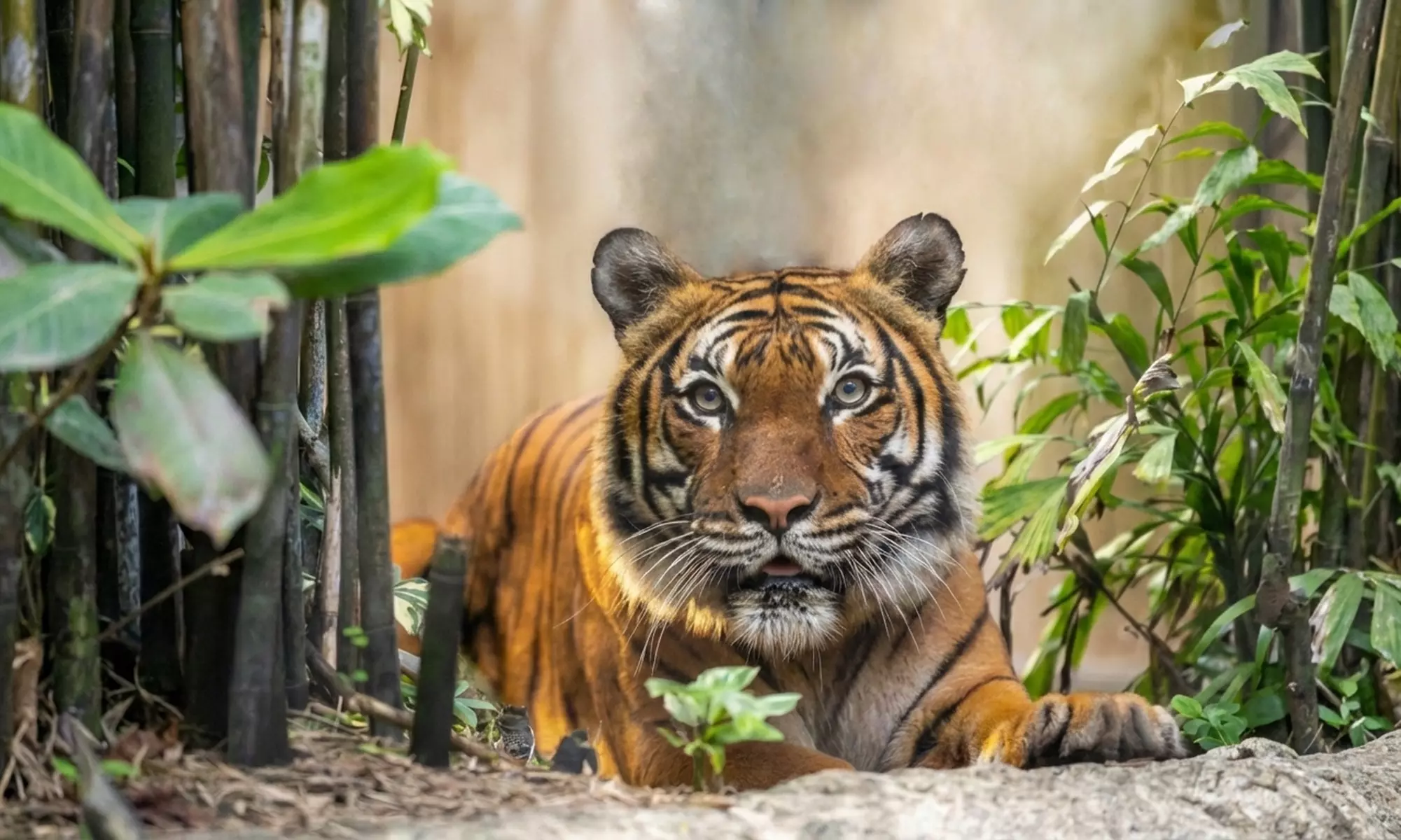 Rhythm in the Wild - Adult or Child Entry (Up to 25%Off)