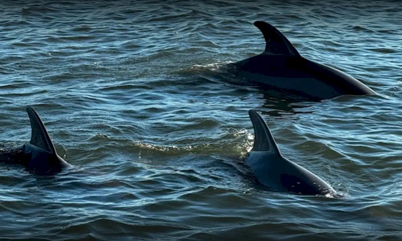 A Private Excursions- Sunset or Dolphin Cruise, Cape Lookout & More