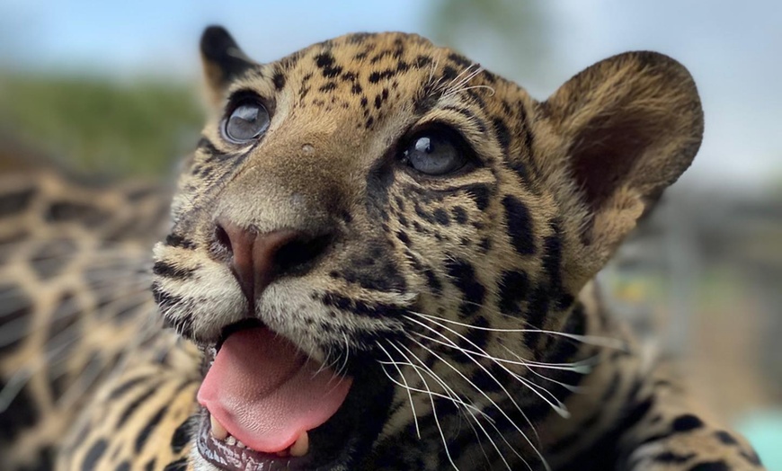 Image 7: GetOut South Florida with Admission to 38+ Iconic Attractions