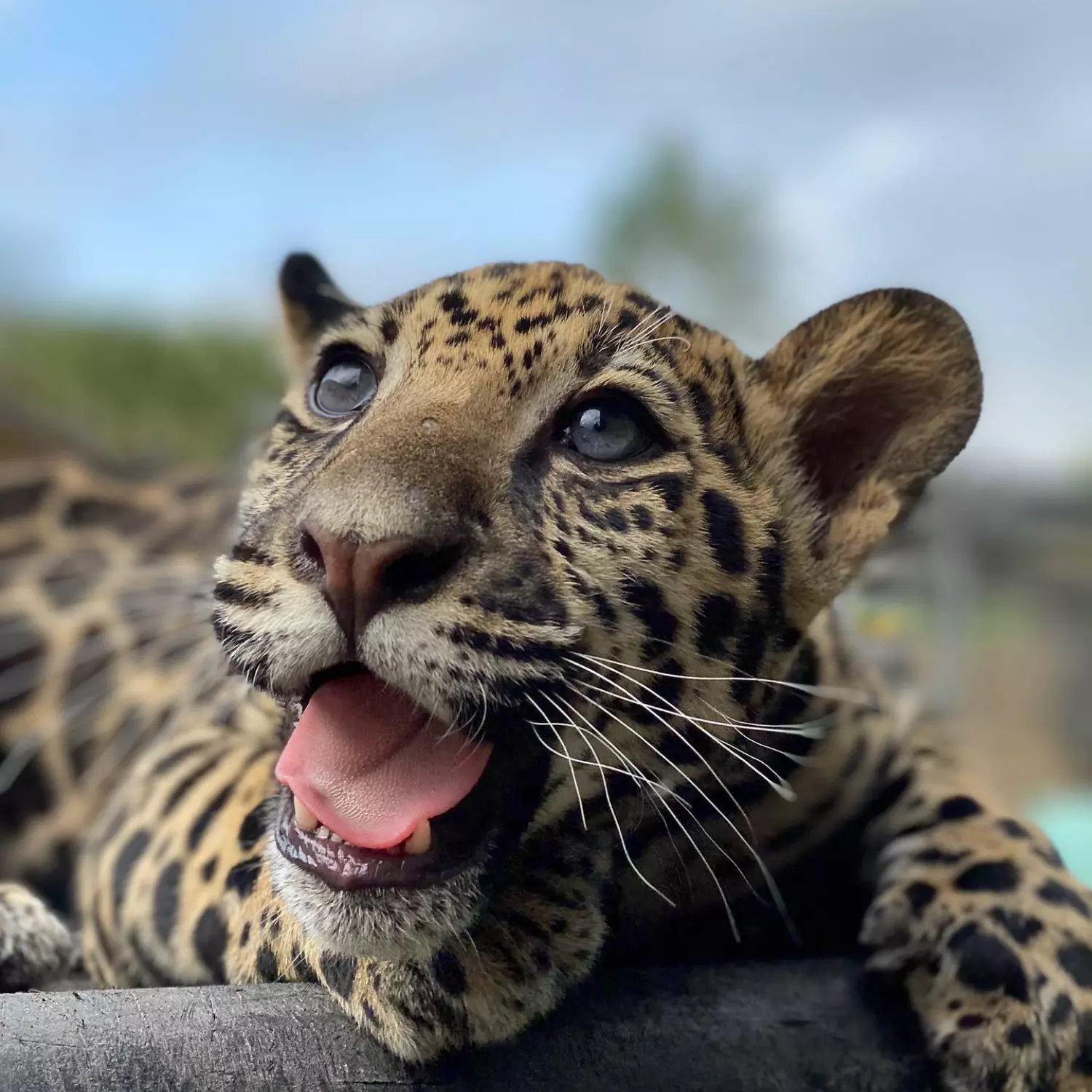 GetOut South Florida with Admission to 38+ Iconic Attractions